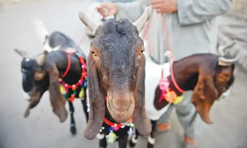 پنجاب ہوم ڈیپارٹمنٹ نے عید الاضحیٰ پر کھالیں جمع کرنے پر پابندی عائد تنظیموں کی فہرست جاری کر دی