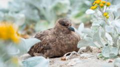 H5N1 برڈ فلو نے آسٹریلیا کو بھی لپیٹ میں لے لیا، دنیا کا کوئی براعظم محفوظ نہ رہا