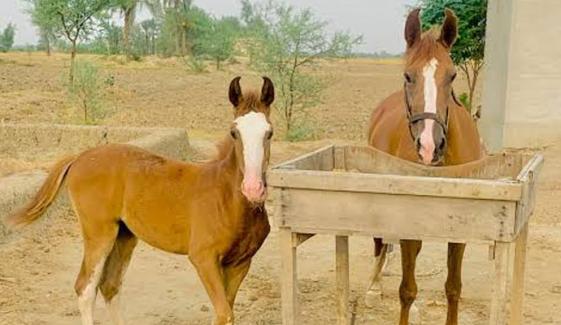 شیخوپورہ: گھوڑے کی لات لگنے سے معصوم بچہ جاں بحق